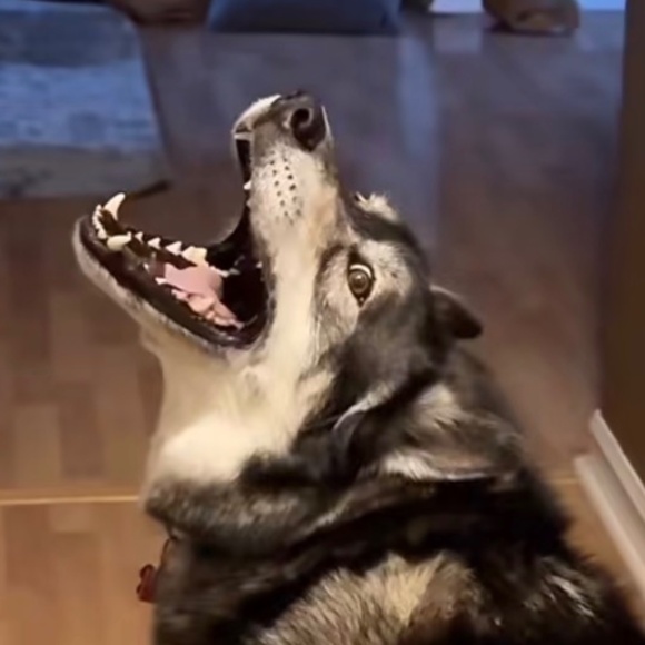 Meet your Posher, Tay - Picture 1 of 1